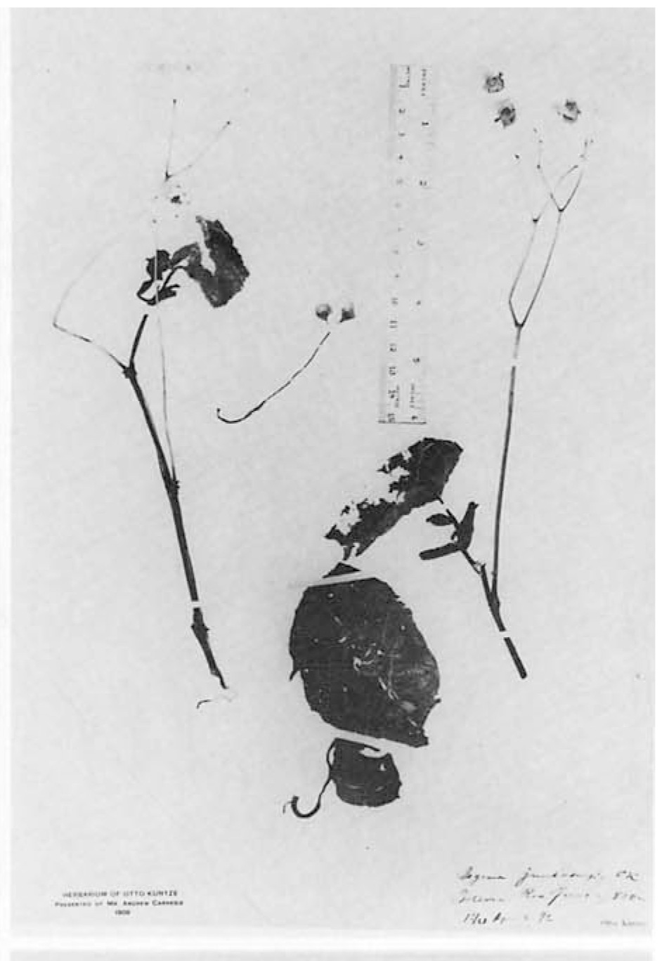 B. juntasensis